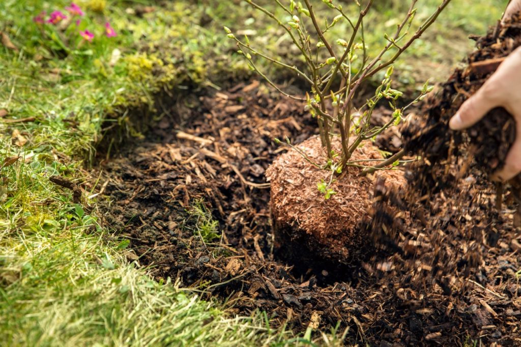 blueberry plant growing in the ground being mulched with a thick layer of wood chips