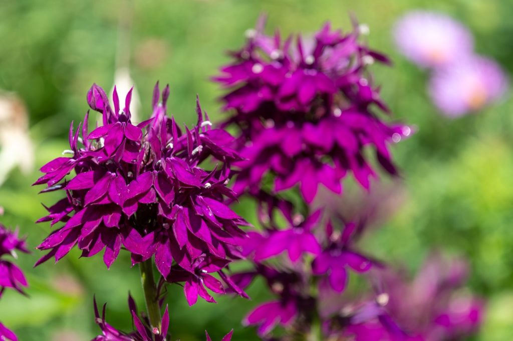 cardinal flower plant with clusters of purple flowers at the top of their tall stems