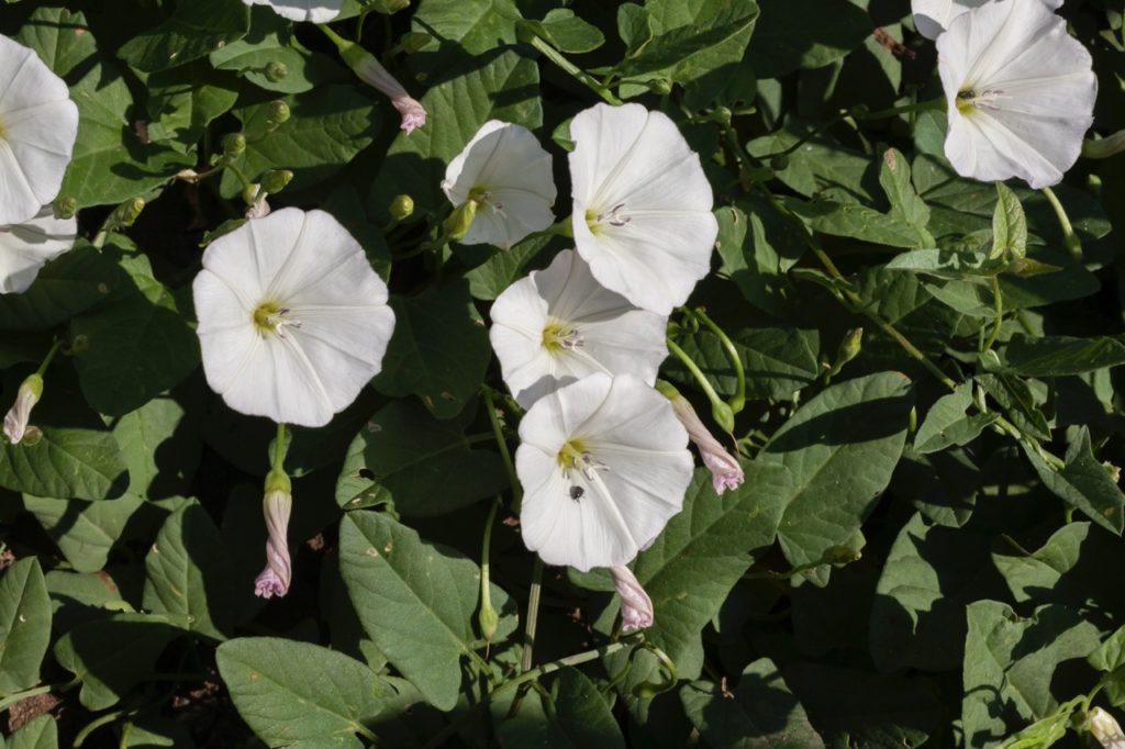 white trumpet-shaped flowers from a bindweed plant with dark green leaves
