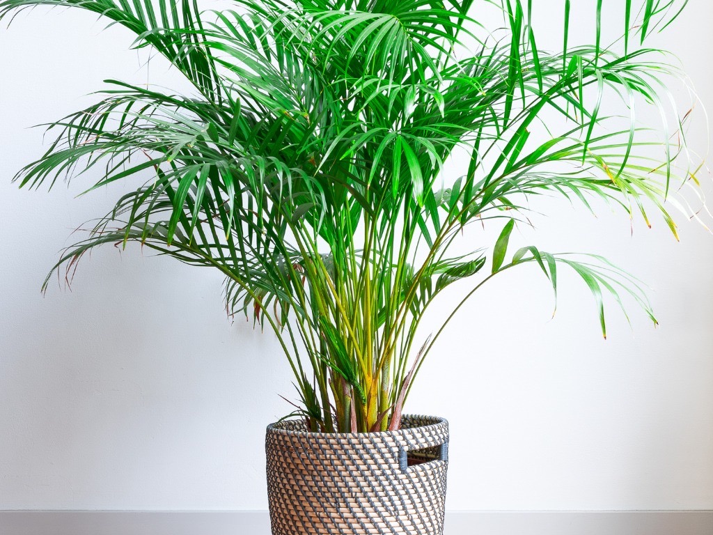 an areca plant growing in a large container indoors in front of a white wall
