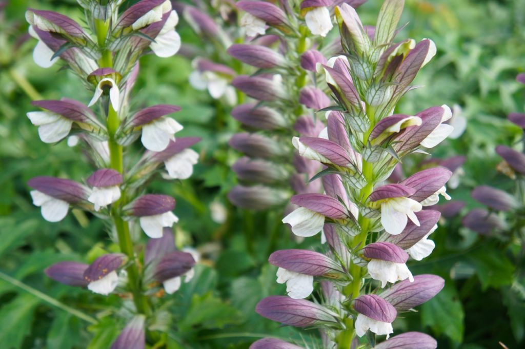white flowers and purple and green foliage on a tall stem from an acanthus mollis plant