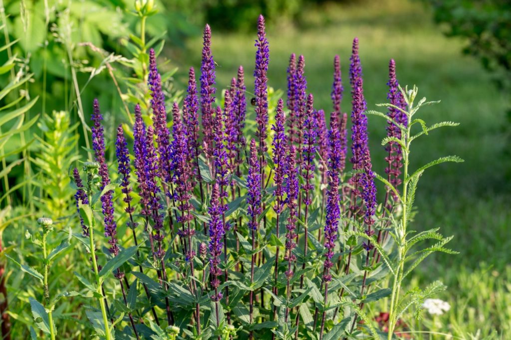 tall pink stems of an s. nemorosa plant bearing small purple flowers growing outside in front of a grassy field