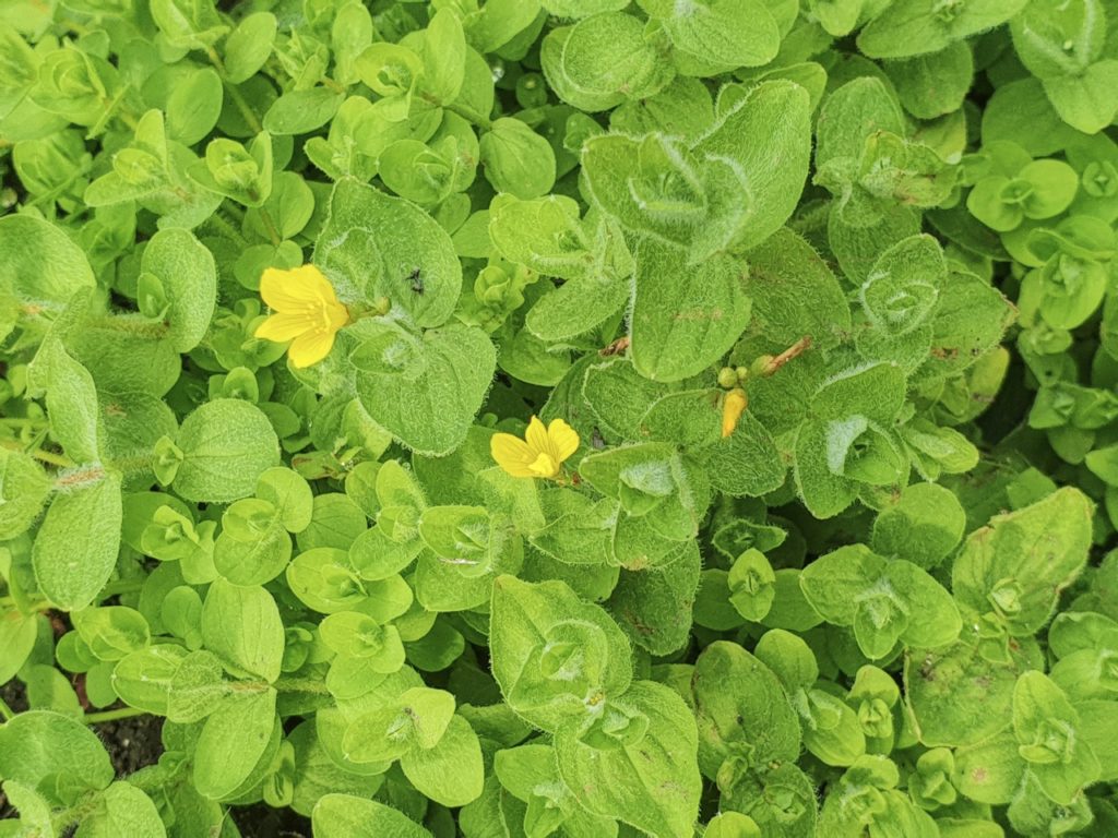 marsh St John's wort shrub with a couple of small yellow flowers and waxy-looking rounded green leaves