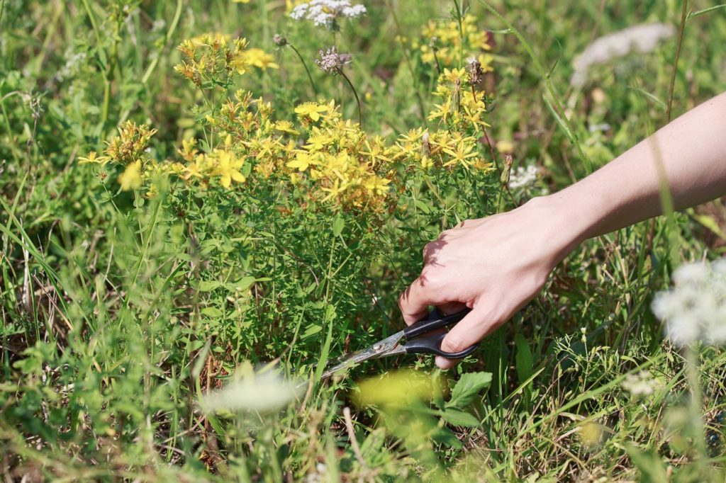 gardener pruning a hypericum shrub growing in a field with garden scissors