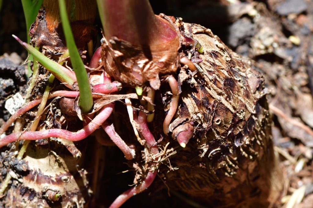a colocasia corm that has been lifted from the ground to reveal various offsets and thick pink and green roots