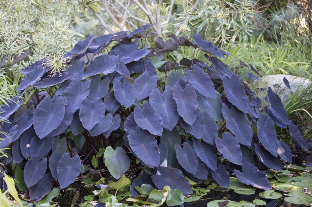 C. esculenta 'black magic' with big black leaves growing behind a pond full of lilypads