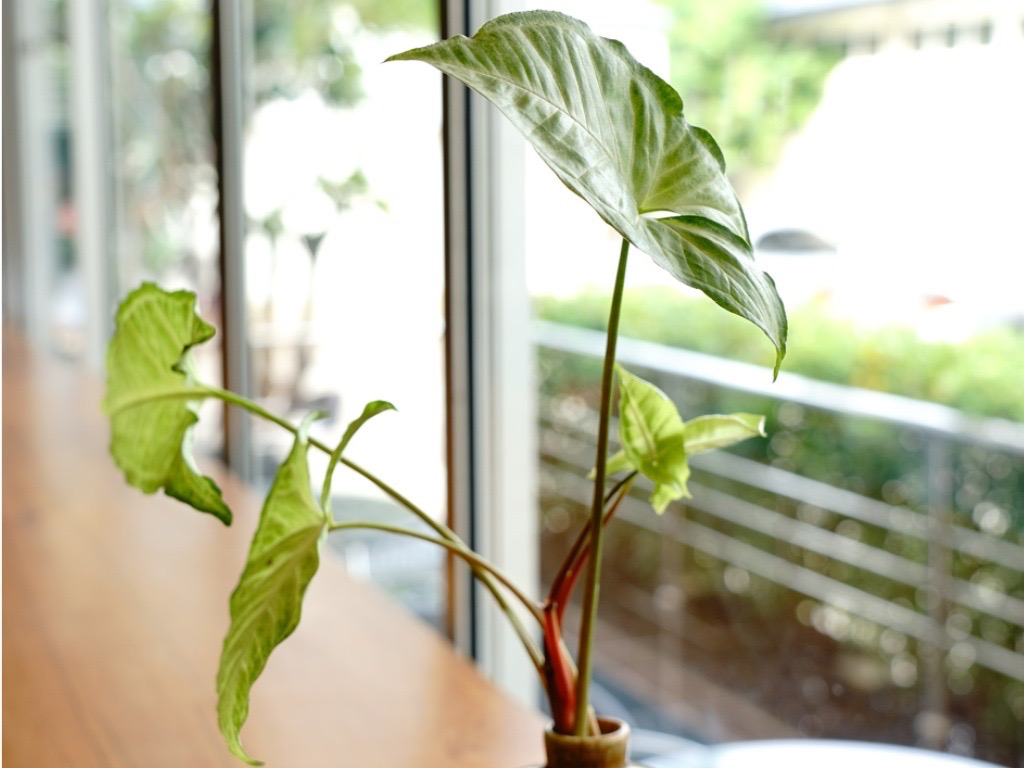 leaves from a colocasia plant growing in a vase on a table in front of a window