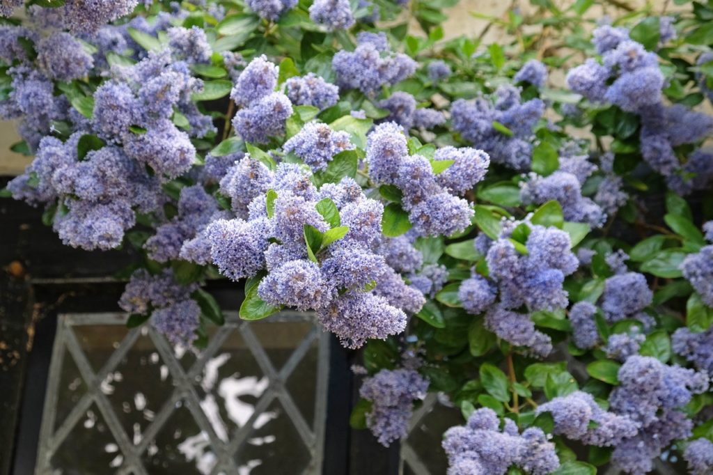 Ceanothus 'Blue Mound' with clusters of lilac flower heads growing outside in front of a door