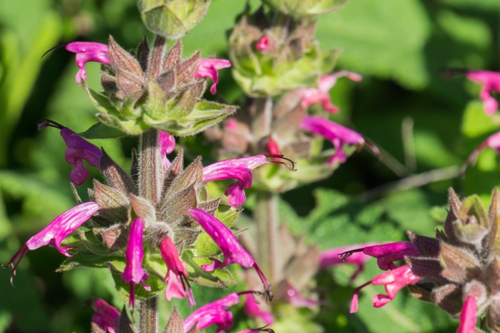 pink tube-shaped flowers growing from a thick furry stem of a salvia spathacea plant growing outdoors
