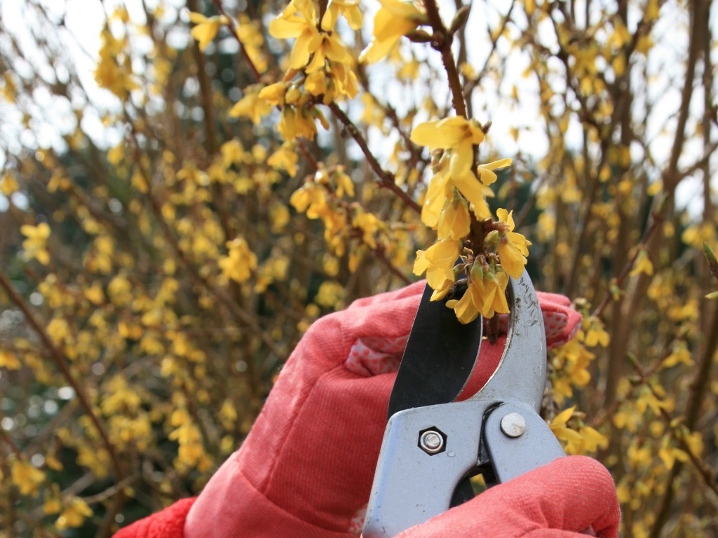 gardener using a pair of secateurs to prune a yellow flowering forsythia