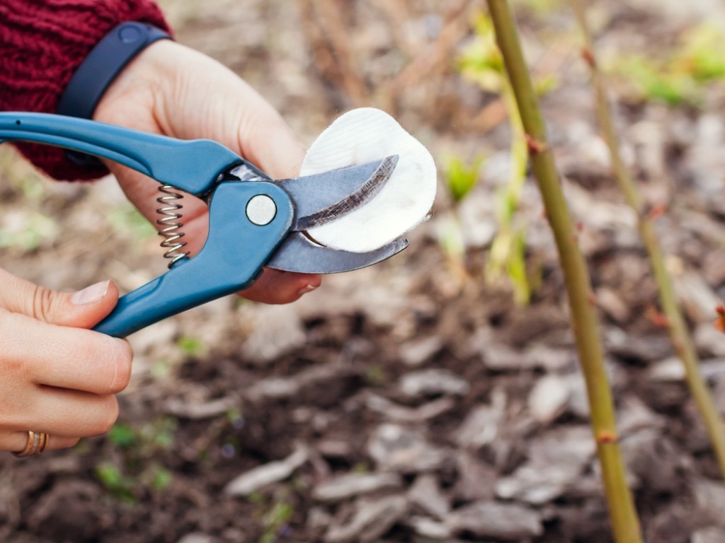 someone wiping down the blades on a pair of secateurs with a cotton pad outside