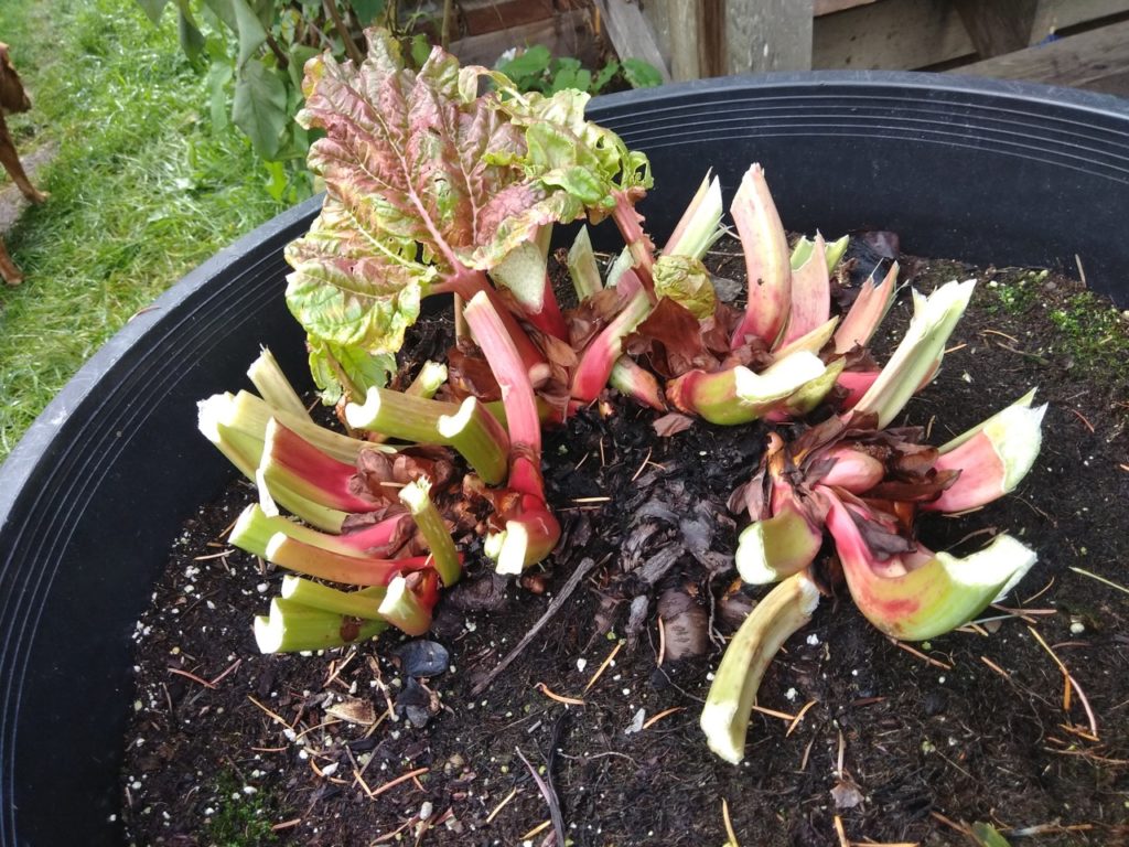 a rhubarb plant that has been cut back to its red and green stems in a large container outside