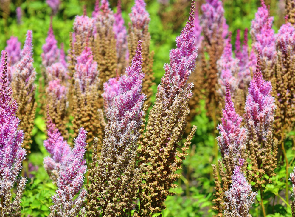 pink flowering astilbe growing in a field that is slowly dying and producing brown seeds 