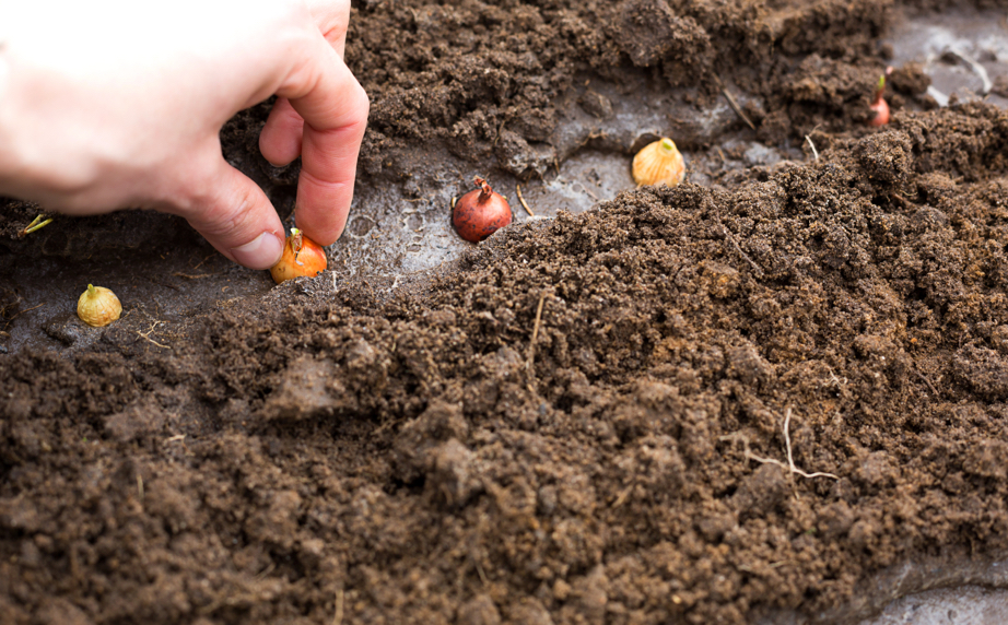 small bulbs being placed a few centimetres apart in a little soil trench