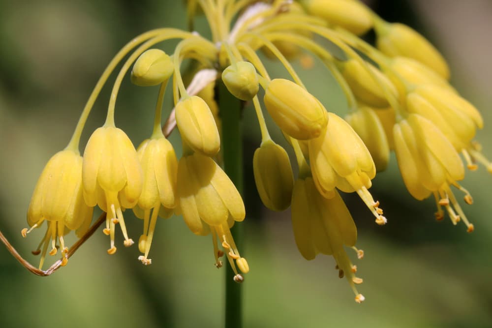 yellow nodding blooms of allium flavum