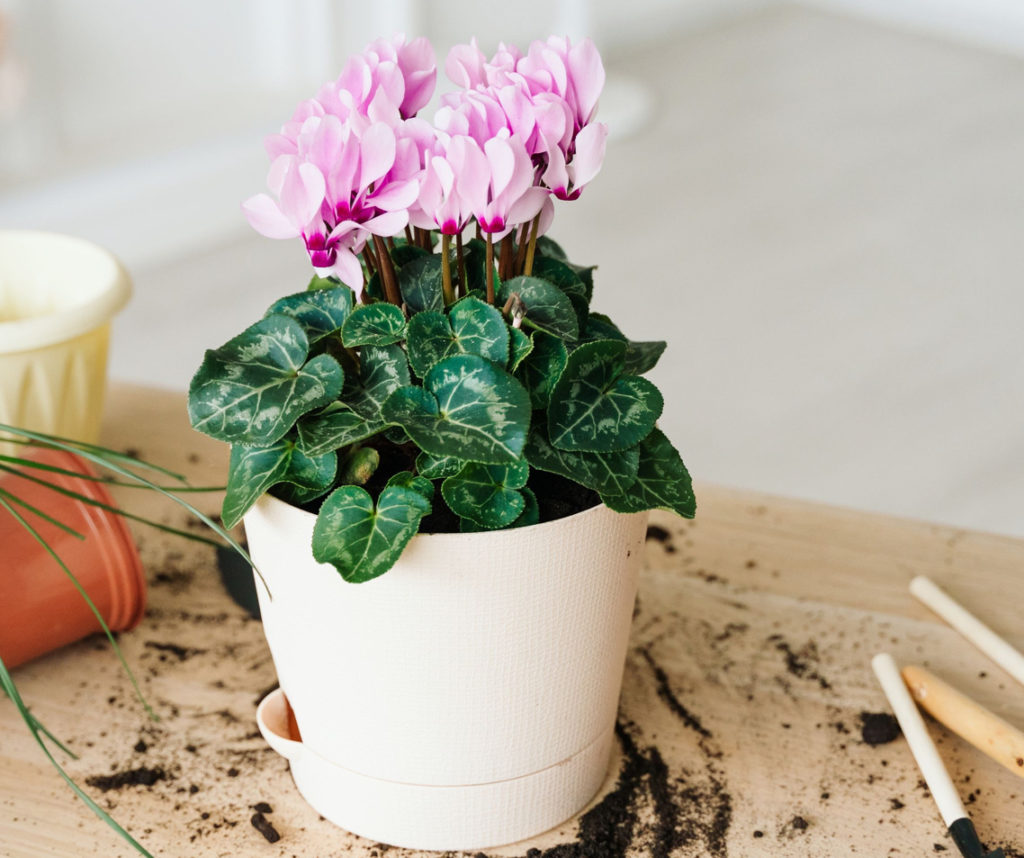 potted indoor cyclamen on a work surface covered in soil with other empty pots and garden tools also on the table