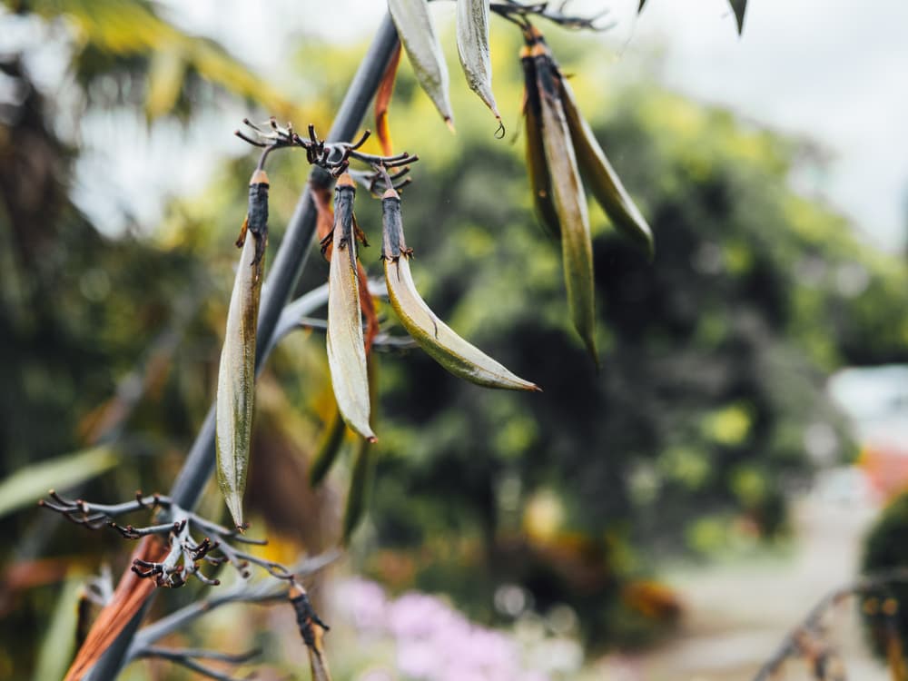 seed pods of harakeke plant