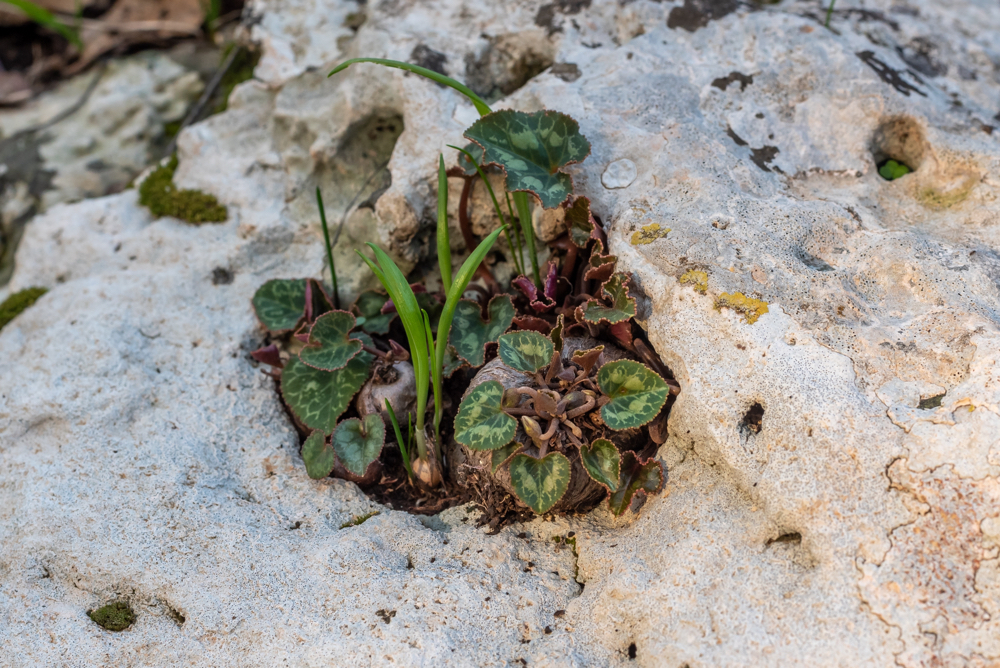 cyclamen with variegated leaves growing outdoors inbetween a rock with no flowers 