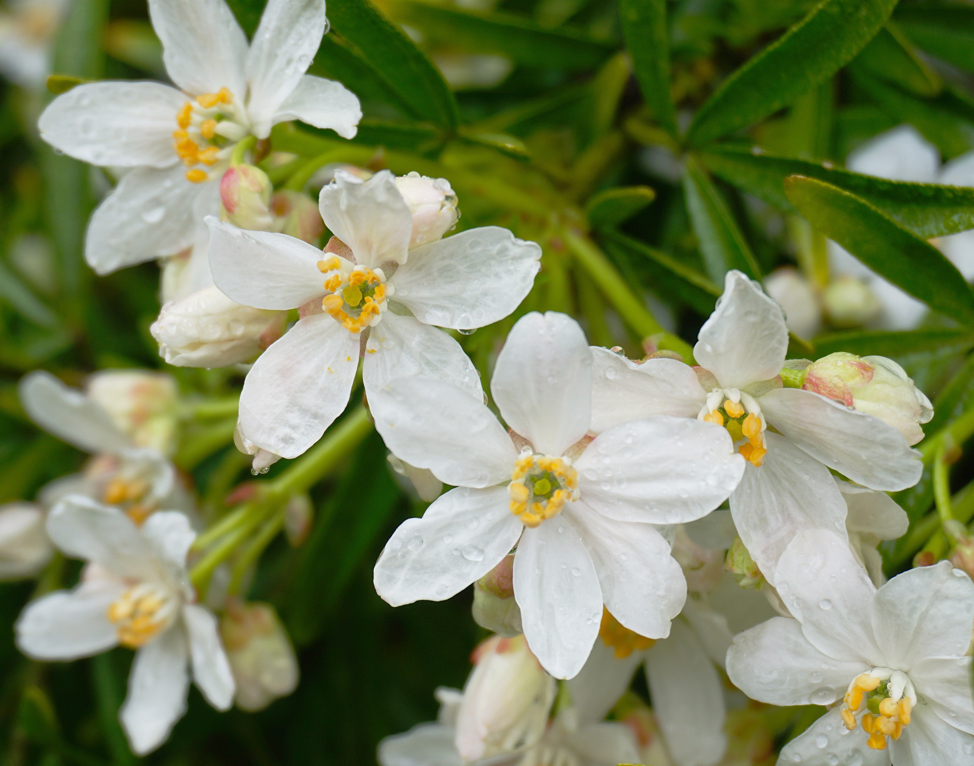 white flowers from a choisya shrub covered in raindrops
