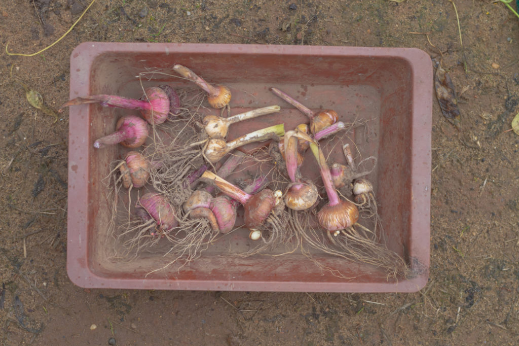 red and brown gladiolus corms that have had their stems cut down in a box outside