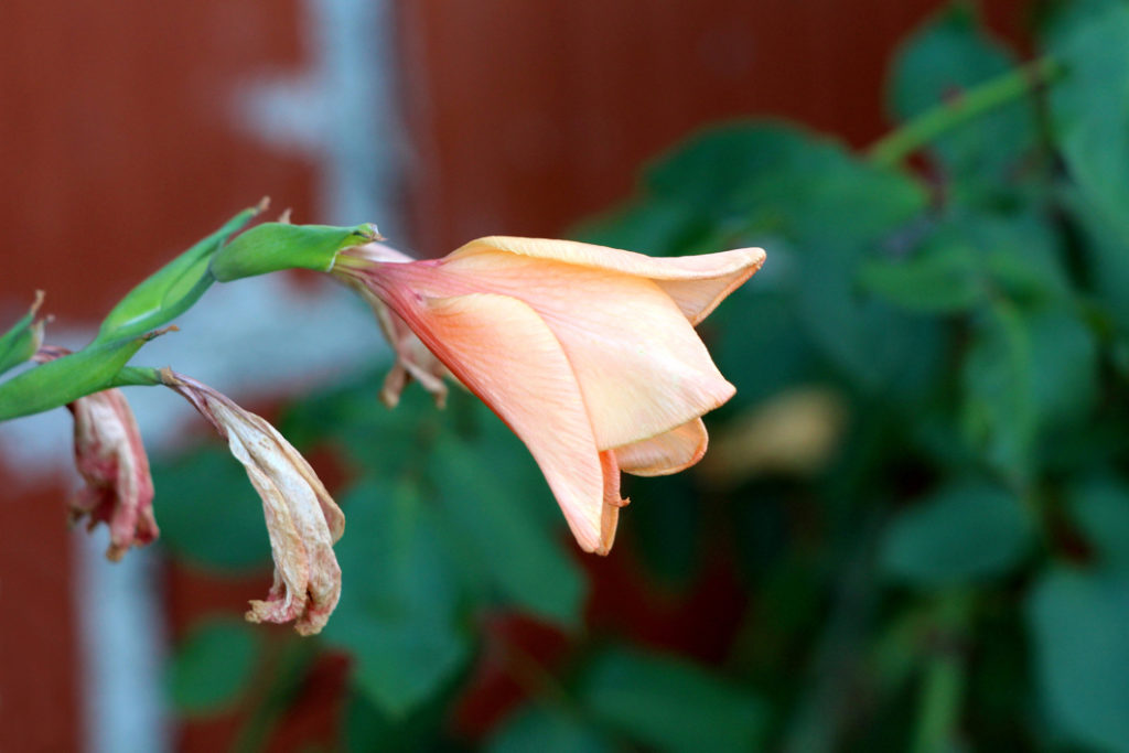 pink-white gladiolus with wilted flowers growing outdoors in front of a brown fence