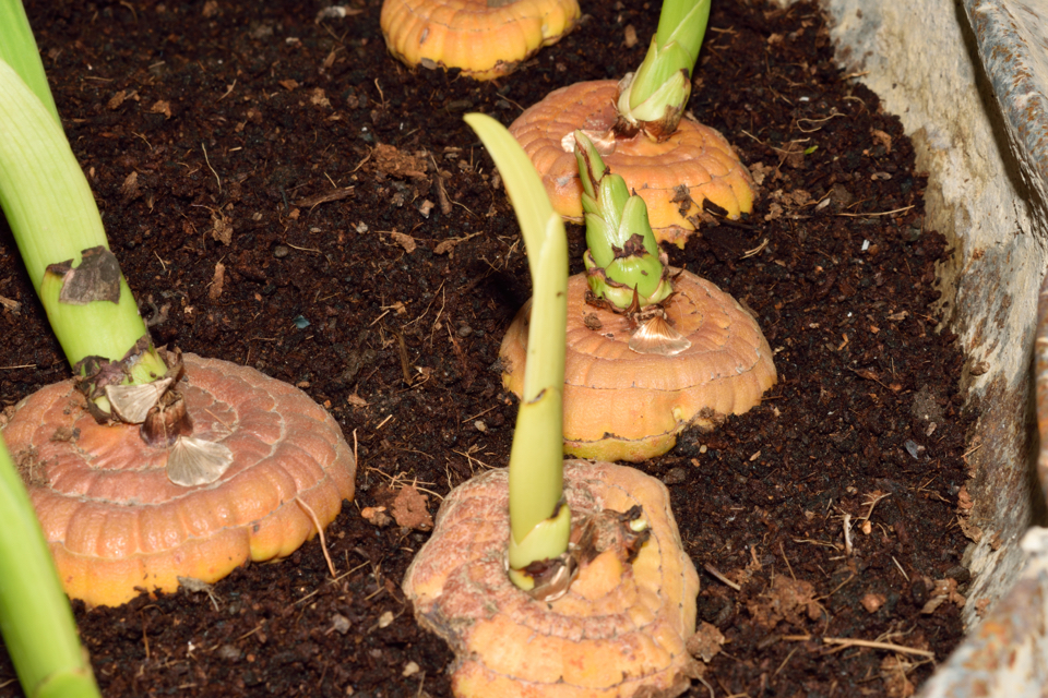 large orange gladioli corms with long green tips growing up and out of the container it is growing in
