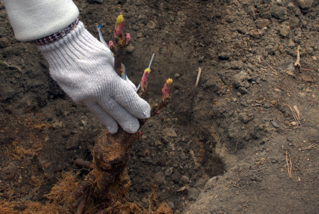 someone holding a peony tuber in a freshly dug hole where it is about to be planted into the ground