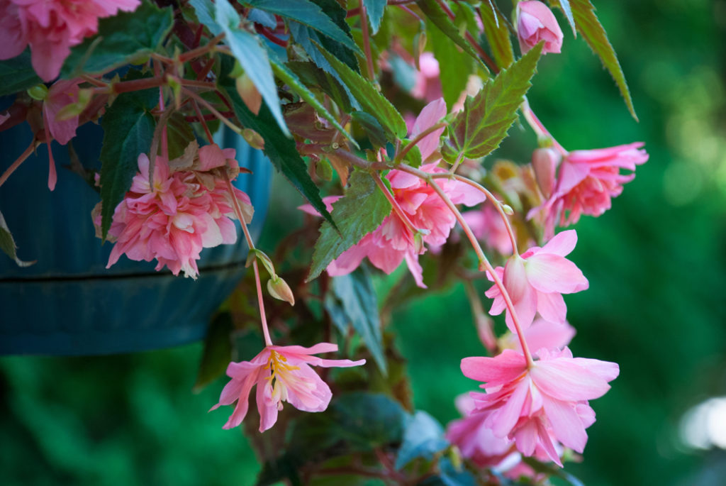 pink flowering begonia with trailing stems growing in a hanging basket outside