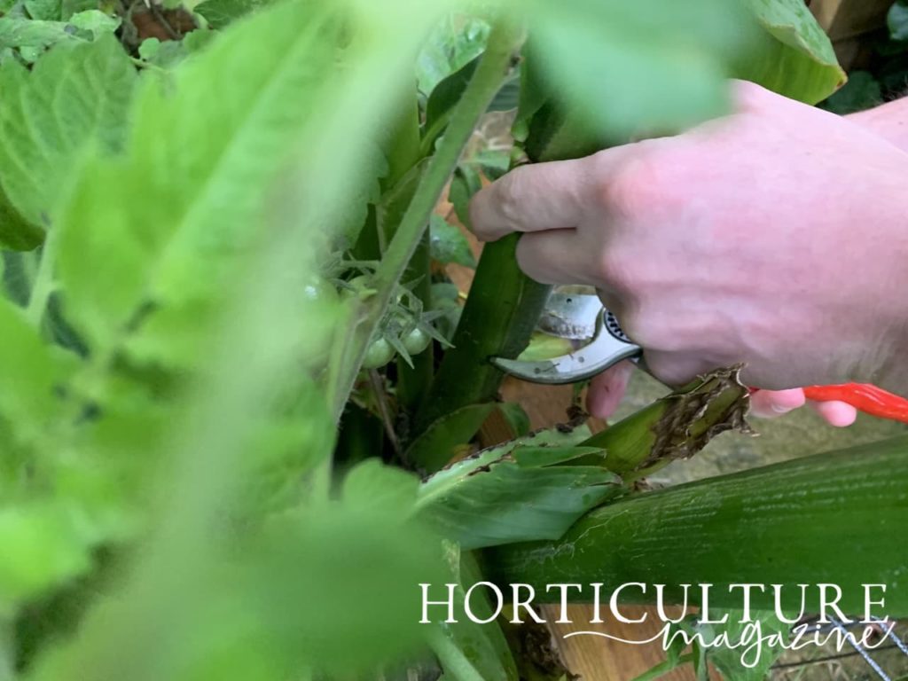 secateurs cutting canna stems near the base
