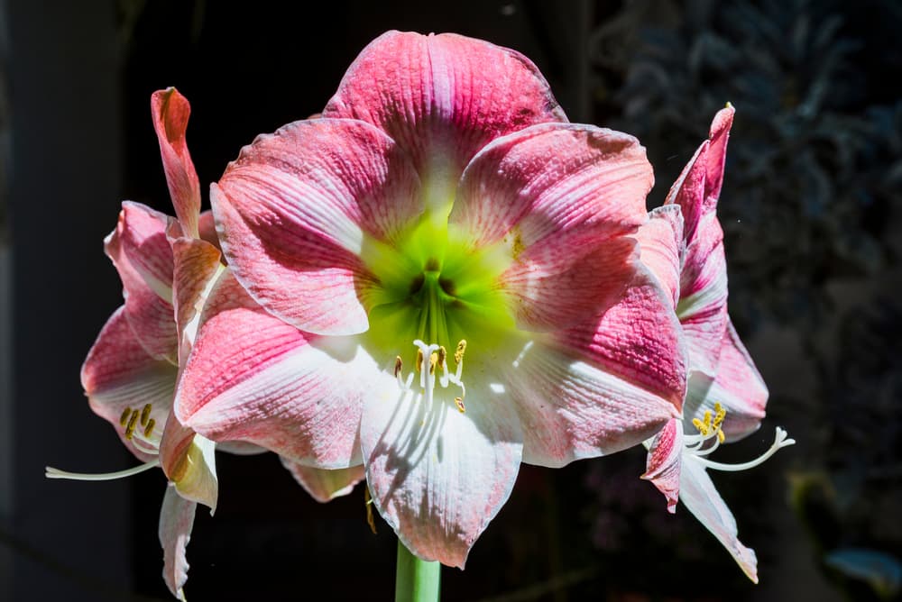 large pink and white amaryllis 'Candy Floss' flower