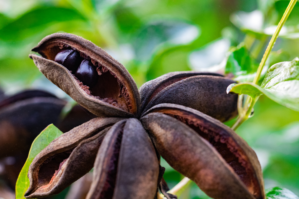 close-up of the seed pods of a tree peony plant with large black seeds inside