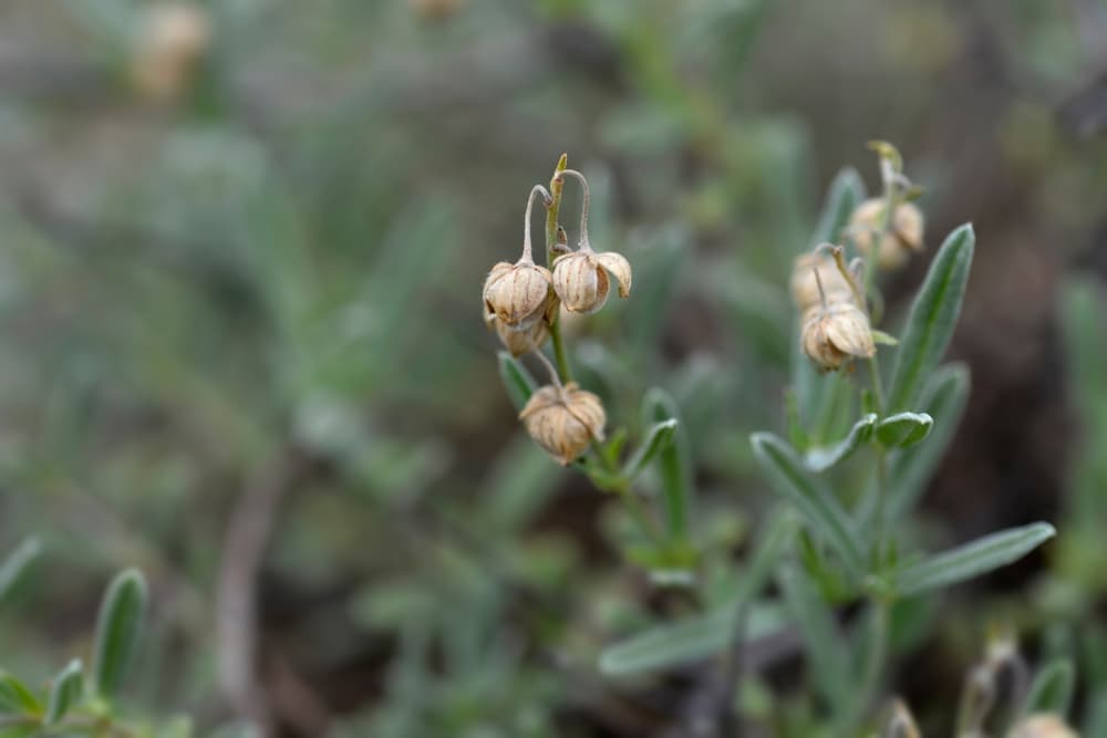 seed pods of Helianthemum 'Fire Dragon'