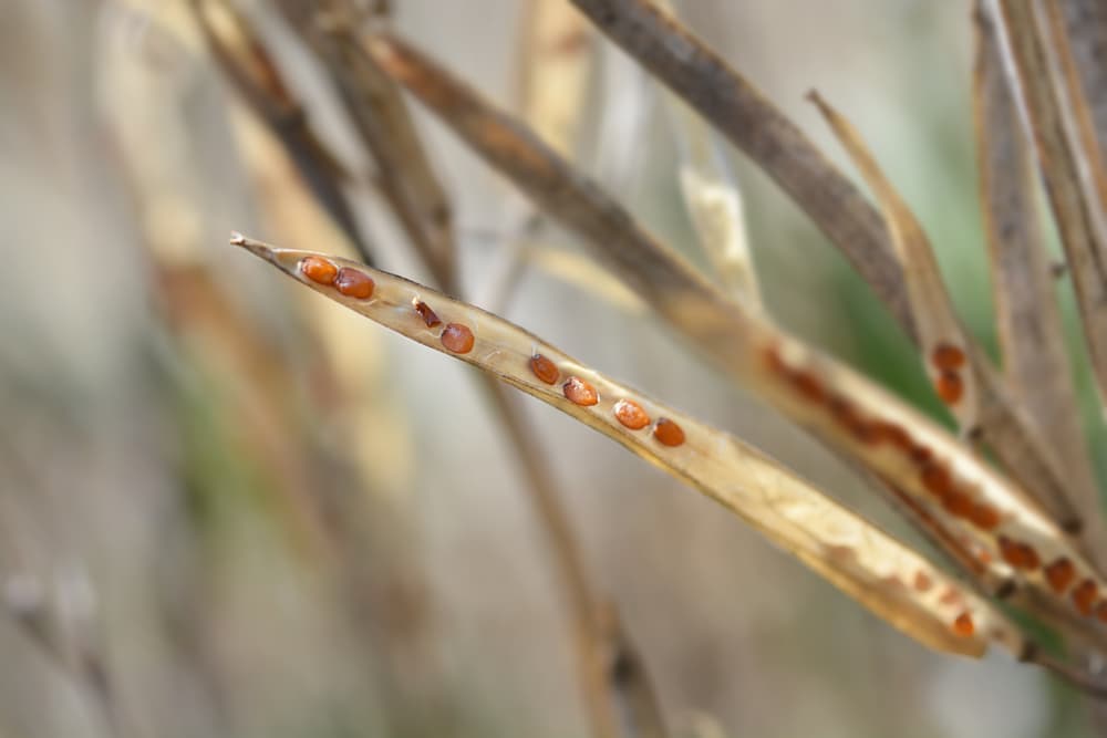 alpine erysimum seed pods