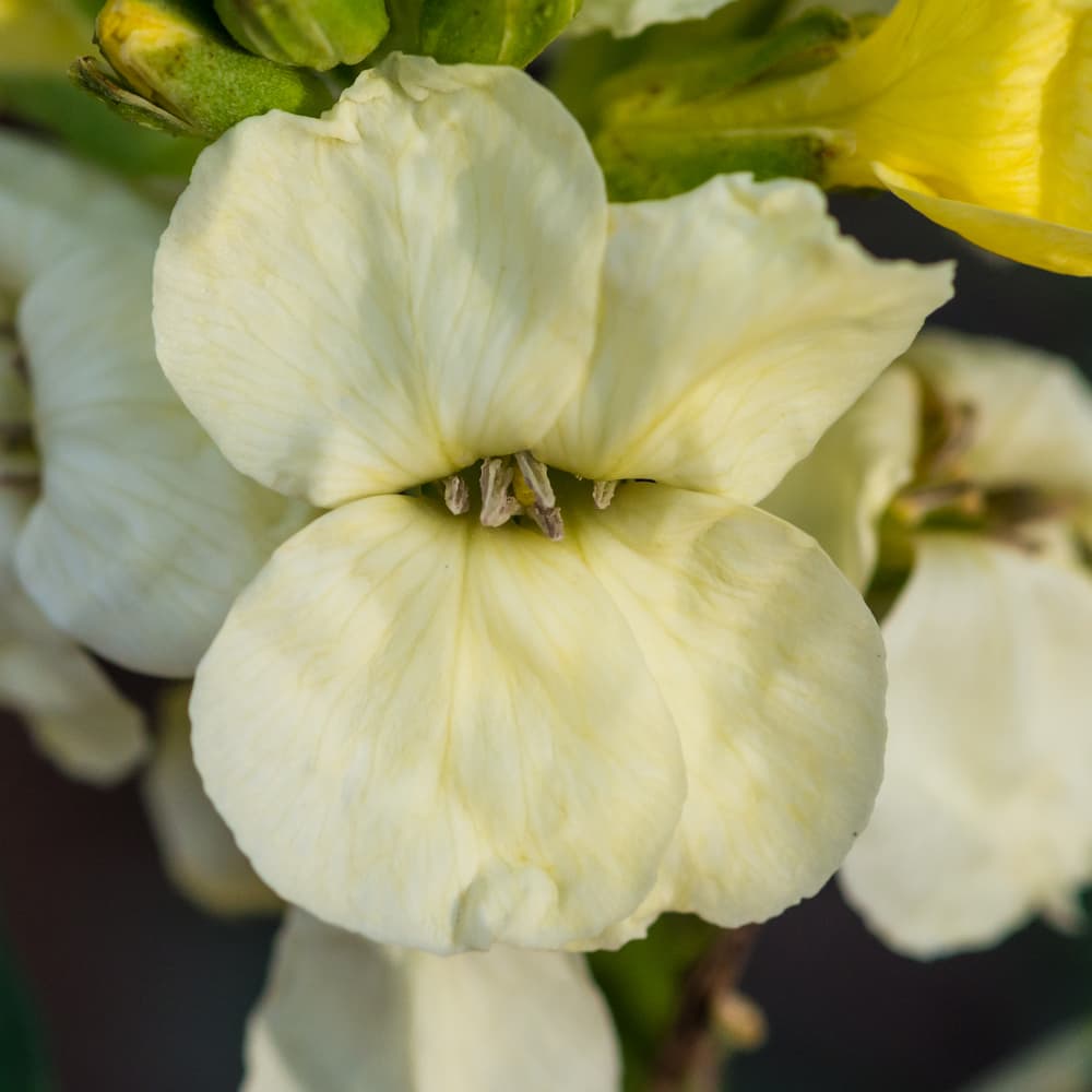 ivory coloured wallflower bloom