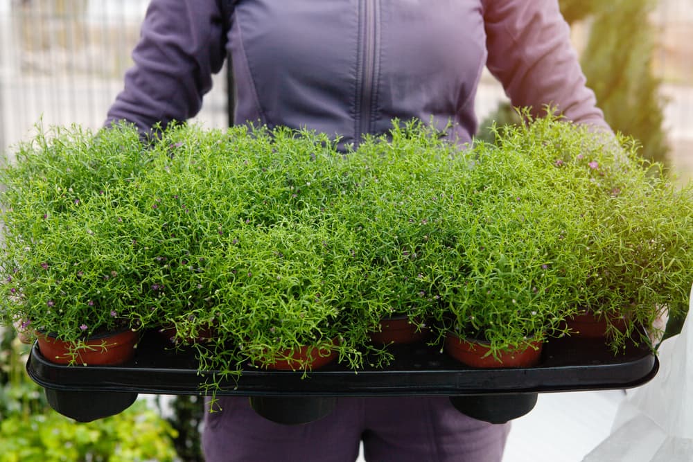 propagated campanula plants being held in a large tray
