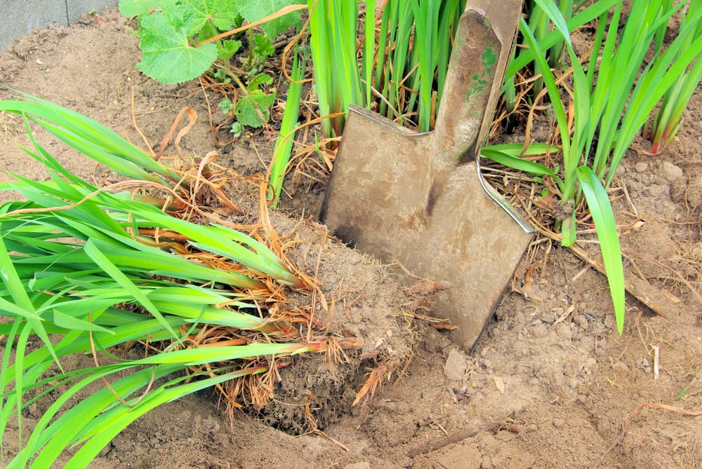 a spade being used to divide the roots of a single plant