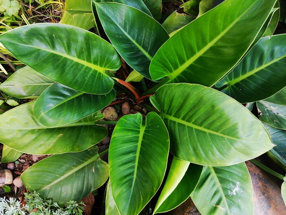 P. erubescens with green outstretched leaves