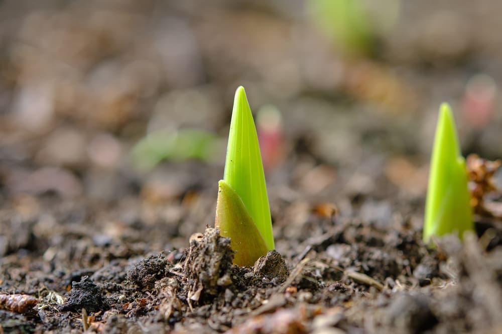 seedlings of a gladiolus plant emerging from soil