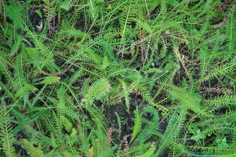 Achillea millefolium foliage growing in open ground