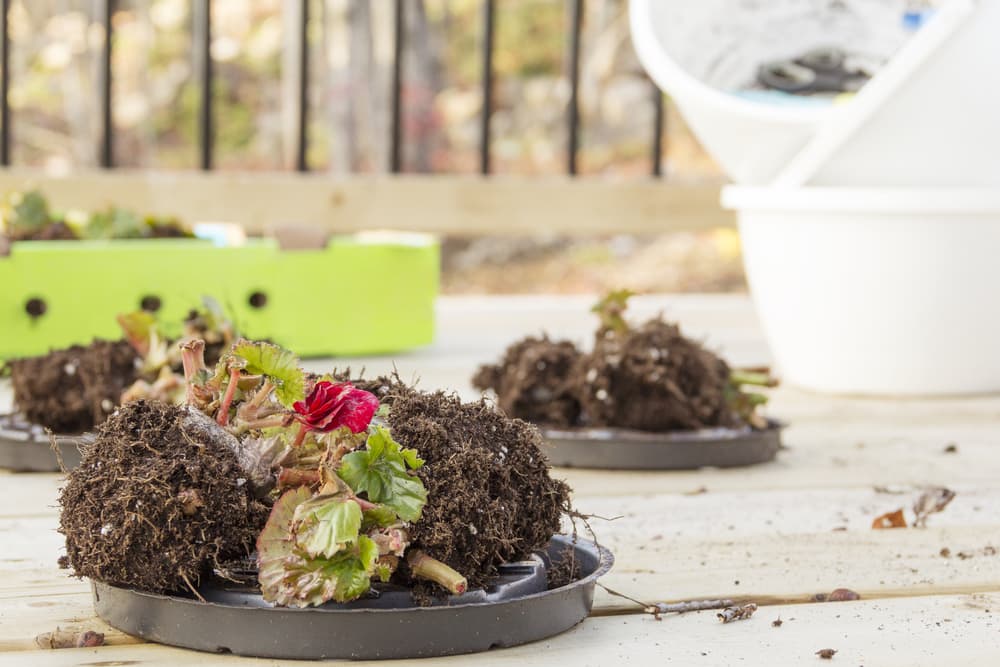 stems and foliage beginning to emerge from clumps of begonia tubers
