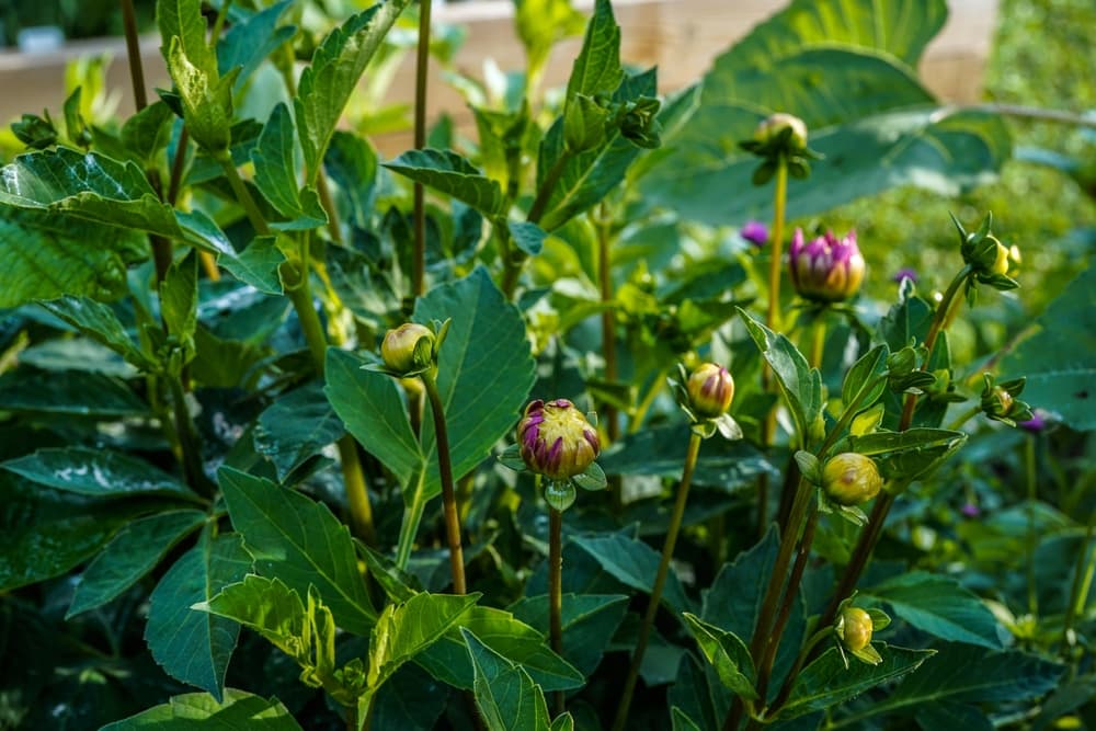 many new buds of flowers on a large dahlia plant