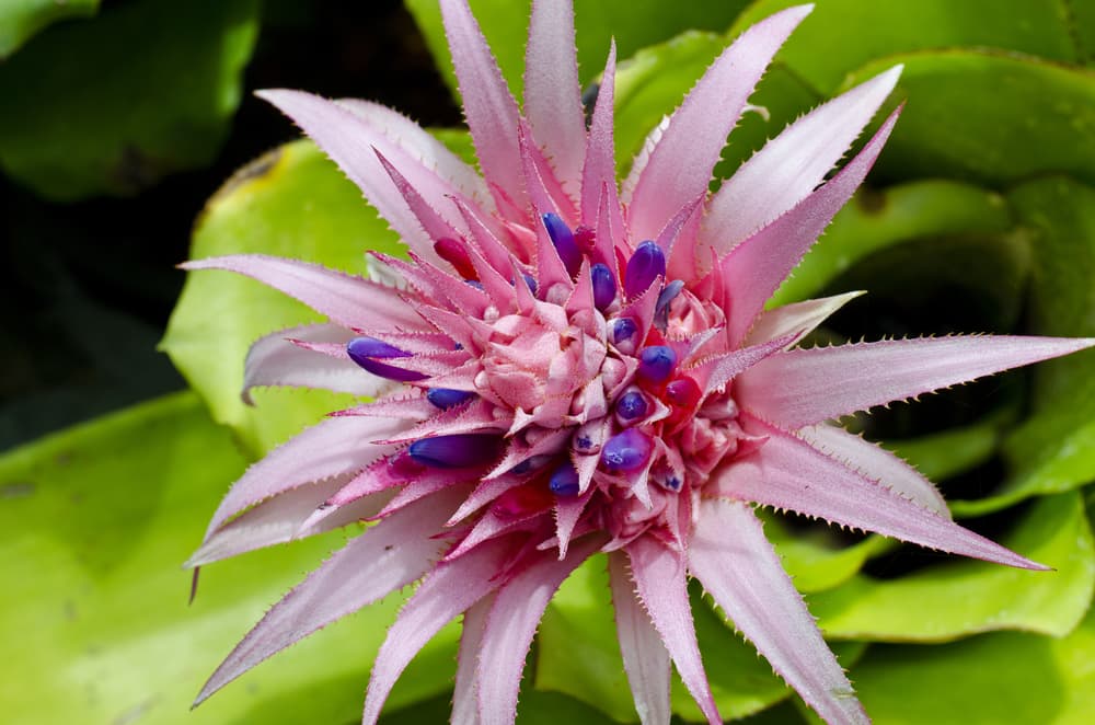 A. fasciata 'Primera' with outstretched pink petals