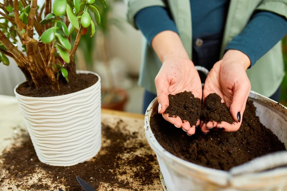 hands holding soil next to a potted jade plant