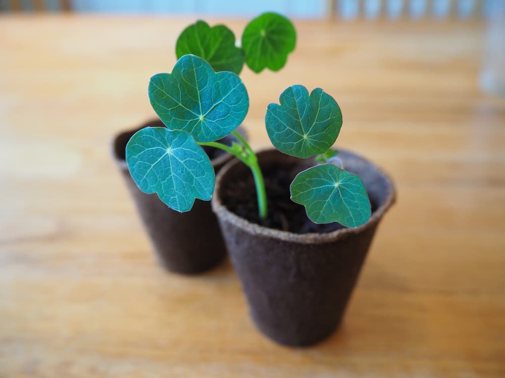 nasturtium seedlings in propagation containers