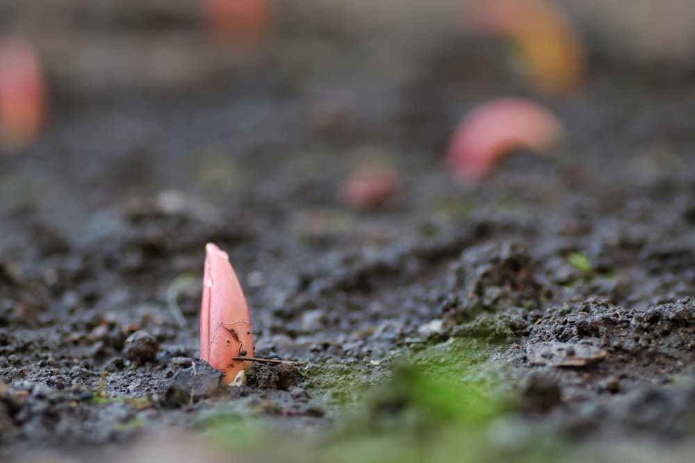 a tulip bulb sprouting from the soil in spring