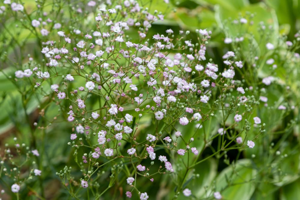 baby's breath 'flamingo' with tiny pink flowering heads