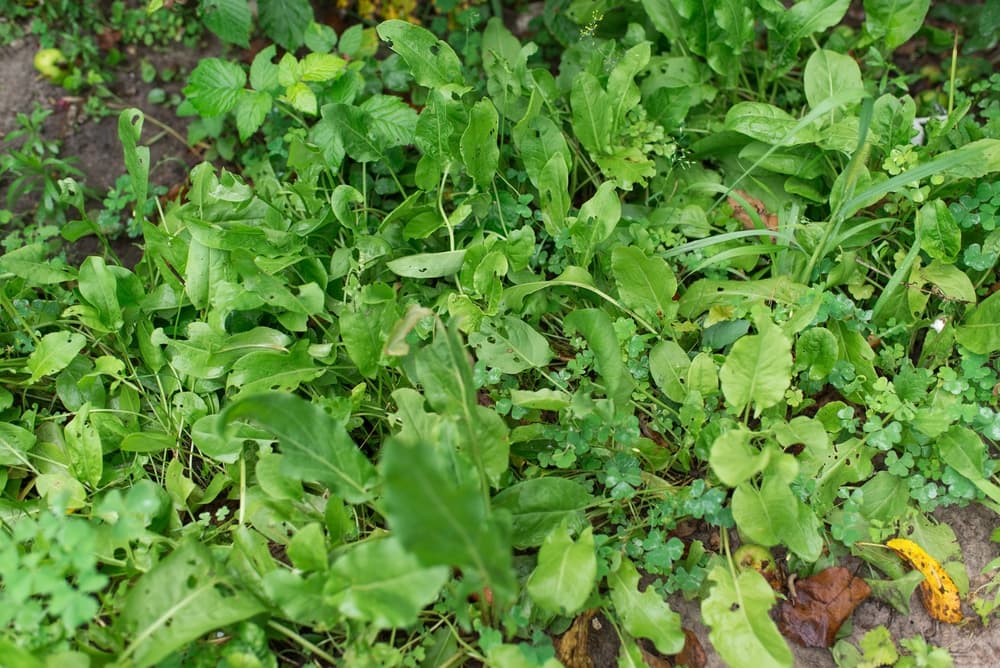 sorrel growing natural and spreading wildly on a patch of land