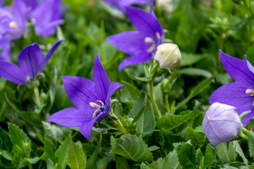 flowers of Platycodon ‘Astra Double Blue’