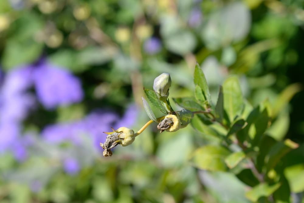 platycodon flowers that have gone to seed