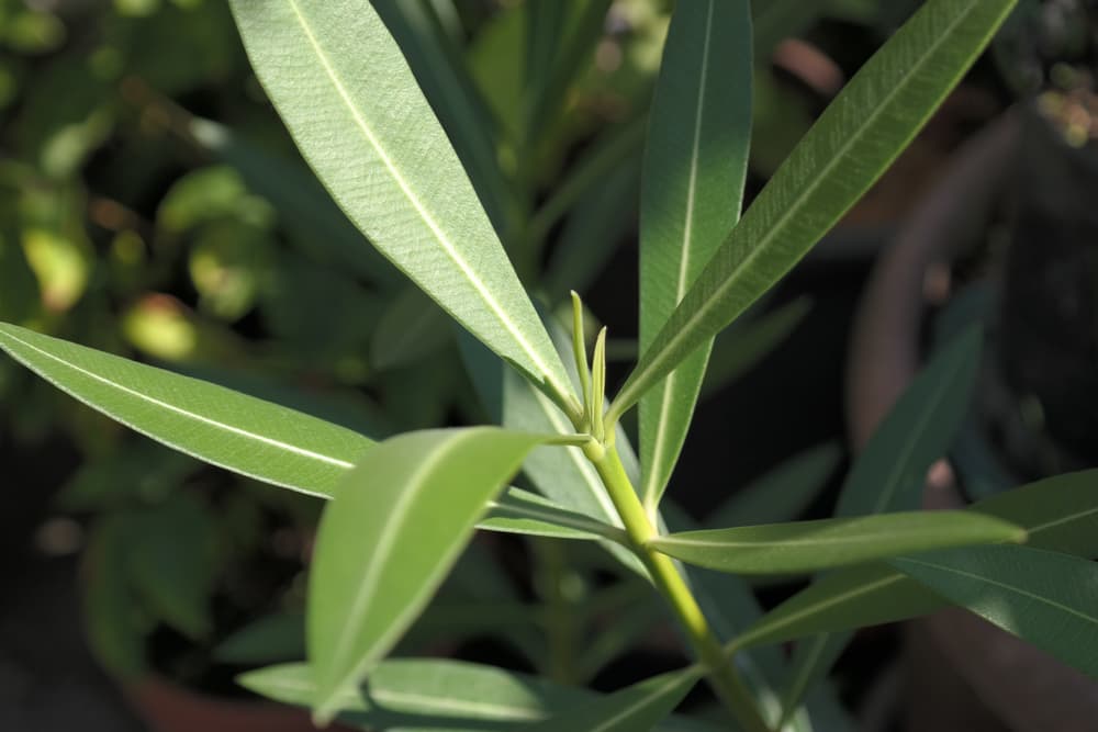 young fresh leafy growth of Nerium oleander